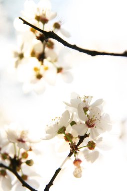 Sakura-Güzel kiraz ağacı, Japonya 'nın iyi bilinen bir sembolüdür.