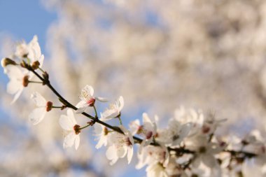 Sakura-Güzel kiraz ağacı, Japonya 'nın iyi bilinen bir sembolüdür. Arkaplanda açık mavi gökyüzü