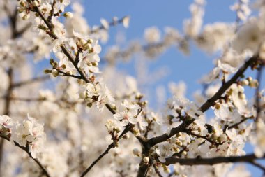 Sakura-Güzel kiraz ağacı, Japonya 'nın iyi bilinen bir sembolüdür. Arkaplanda açık mavi gökyüzü