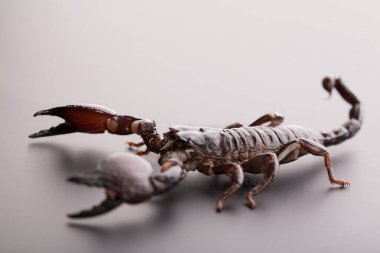 Gri arkaplandaki siyah akrep. Yumuşak ışık