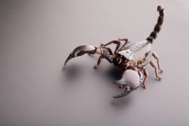 Gri arkaplandaki siyah akrep. Yumuşak ışık