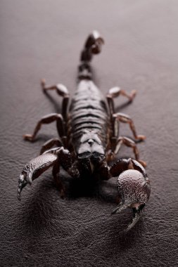 Siyah akrep, karanlık bir arka planda yakın planda. Yumuşak ışık