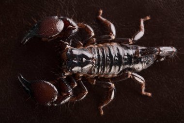 Siyah arka planda siyah akrep var. Yumuşak ışık. Astrolojik işaret 