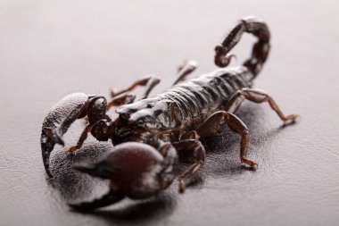 Siyah akrep, karanlık bir arka planda yakın planda. Yumuşak ışık