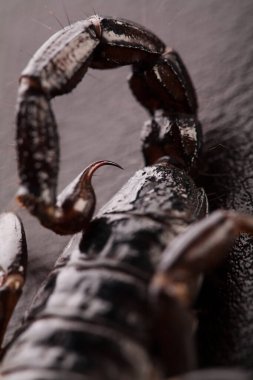 Siyah akrep, karanlık bir arka planda yakın planda. Yumuşak ışık