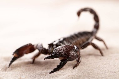 Siyah akrep, kuma yakın çekim yapıyor. Yumuşak ışık, beyaz arka plan. Astrolojik işaret 