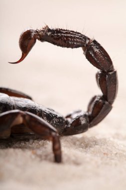 Siyah akrep, kuma yakın çekim yapıyor. Yumuşak ışık, beyaz arka plan. Astrolojik işaret 