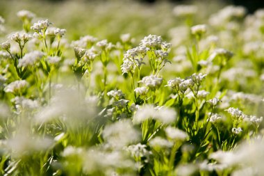 Bir çayır dolusu papatya.