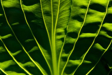 Ayrıntıları yüksek kontrastlı yeşil yaprağın kapatılması