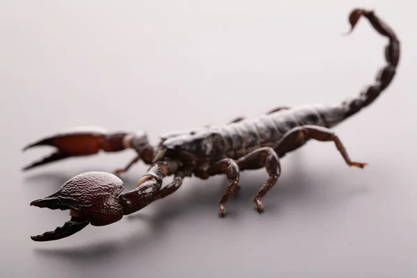 Zwarte Schorpioen Close Een Grijze Achtergrond Zacht Licht — Stockfoto