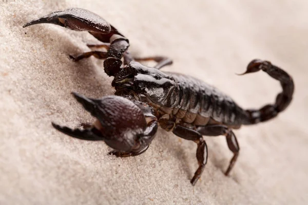 Siyah akrep, kuma yakın çekim yapıyor. Yumuşak ışık, beyaz arka plan. Astrolojik işaret 