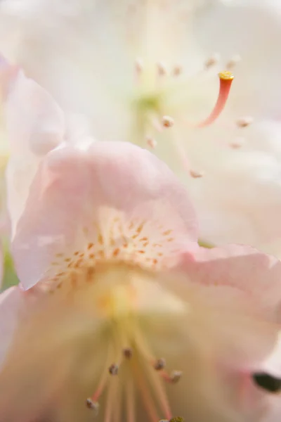 Sluitingen Van Witte Rododendron Bloemen — Stockfoto