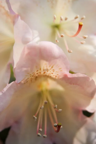 Sluitingen Van Witte Rododendron Bloemen — Stockfoto