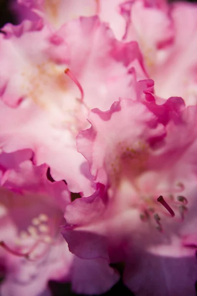 Sluitingen Van Violette Rododendron Bloemen — Stockfoto