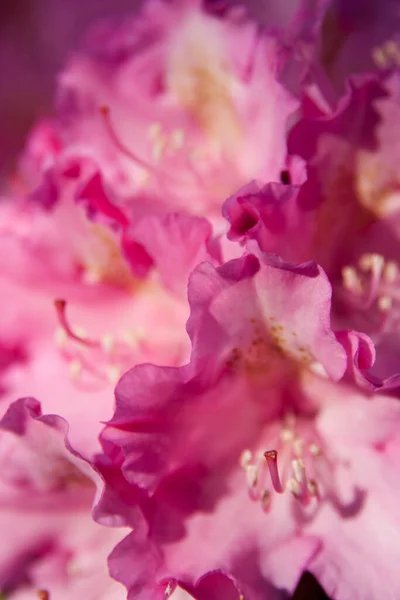 Sluitingen Van Violette Rododendron Bloemen — Stockfoto