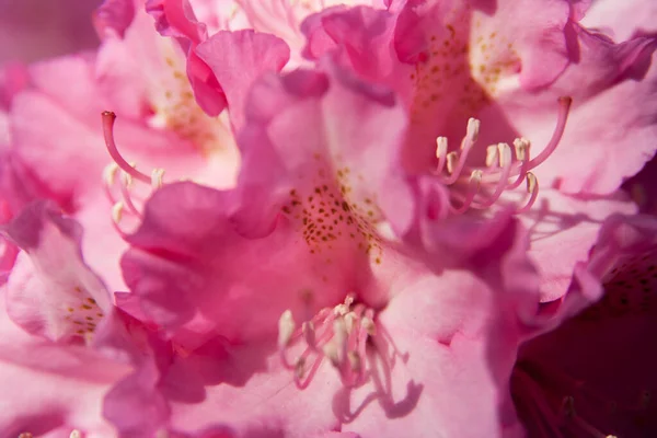 Close Van Rhododendron Roze Bloemen — Stockfoto