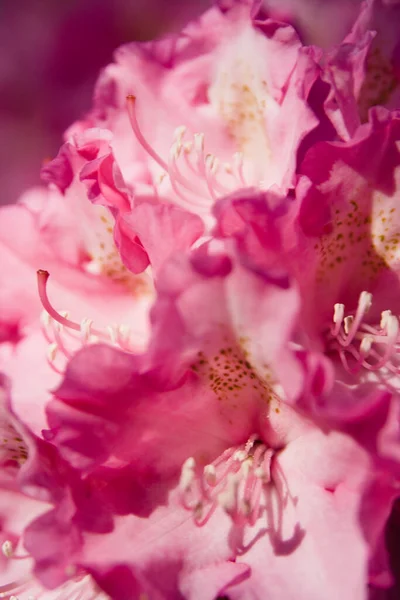Close Van Rhododendron Roze Bloemen — Stockfoto