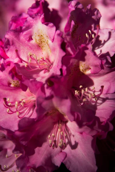 Sluitingen Van Violette Rododendron Bloemen — Stockfoto