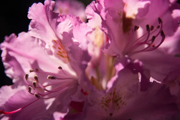 Sluitingen Van Violette Rododendron Bloemen — Stockfoto