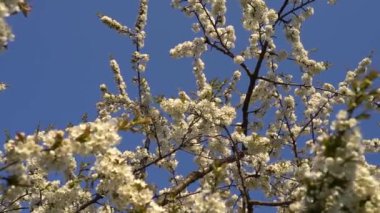 Baharda çiçek açan bir ağacın beyaz taç yapraklarının yakın çekimi. Arkaplanda açık mavi gökyüzü. 
