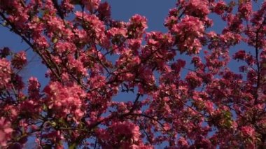 Baharda çiçek açan bir ağacın pembe yaprakları. Arkaplanda açık mavi gökyüzü. 