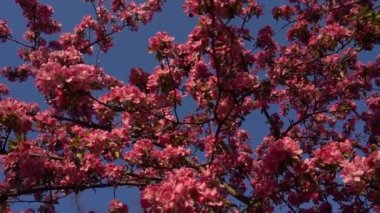 Baharda çiçek açan bir ağacın pembe yaprakları. Arkaplanda açık mavi gökyüzü. 