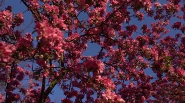Baharda çiçek açan bir ağacın pembe yaprakları. Arkaplanda açık mavi gökyüzü. 