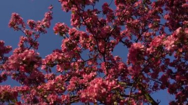 Baharda çiçek açan bir ağacın pembe yaprakları. Arkaplanda açık mavi gökyüzü. 