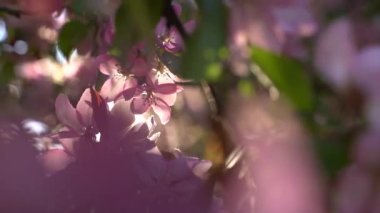 Baharda çiçek açan bir ağacın pembe yaprakları. Arkaplanda açık mavi gökyüzü. 