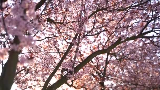 Pięknie Kwitnące Drzewo Wiśniowe Błyszczące Promienie Słońca Tle — Wideo stockowe