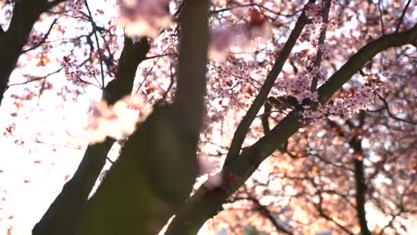 Belamente Florescendo Árvore Flor Cerejeira Raios Cintilantes Pôr Sol Fundo — Vídeo de Stock