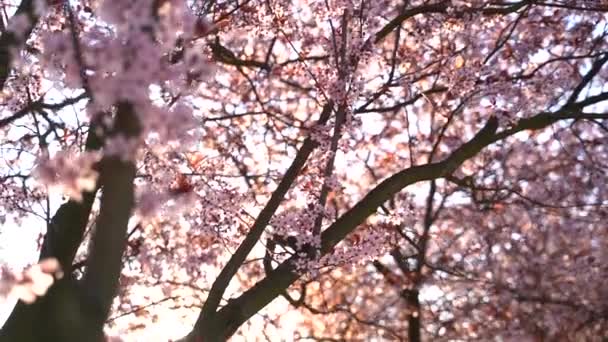 Belamente Florescendo Árvore Flor Cerejeira Raios Cintilantes Pôr Sol Fundo — Vídeo de Stock