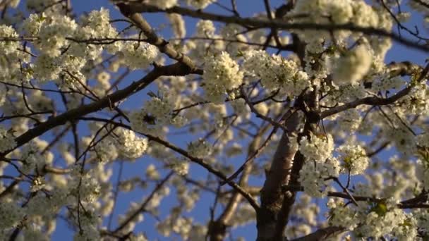 春天开花树上的白色花瓣的特写 背景是蔚蓝的天空 — 图库视频影像
