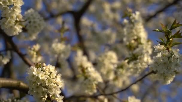 春天开花树上的白色花瓣的特写 背景是蔚蓝的天空 — 图库视频影像