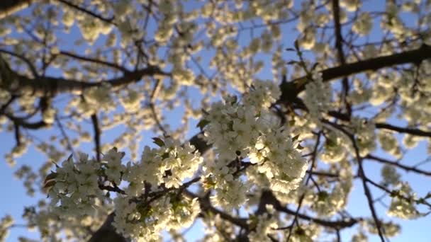 Primer Plano Los Pétalos Blancos Árbol Floreciente Primavera Cielo Azul — Vídeo de stock