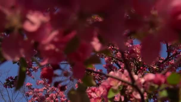 Los Pétalos Rosados Del Árbol Que Florece Primavera Cielo Azul — Vídeo de stock