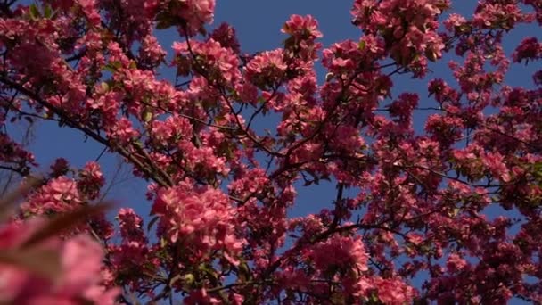 Roze Blaadjes Van Een Bloeiende Boom Het Voorjaar Heldere Blauwe — Stockvideo