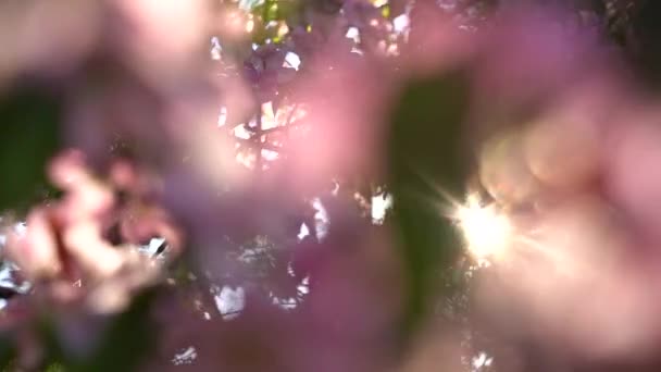 春に花木のピンクの花弁 背景に青空が広がる — ストック動画