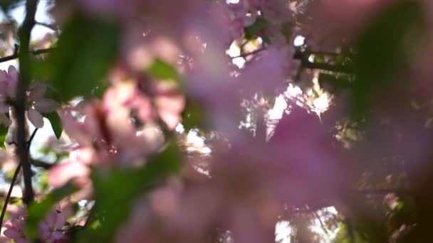 Baharda Çiçek Açan Bir Ağacın Pembe Yaprakları Arkaplanda Açık Mavi — Stok video