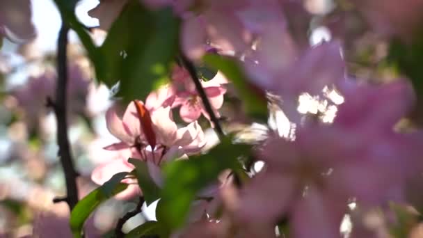 Roze Blaadjes Van Een Bloeiende Boom Het Voorjaar Heldere Blauwe — Stockvideo