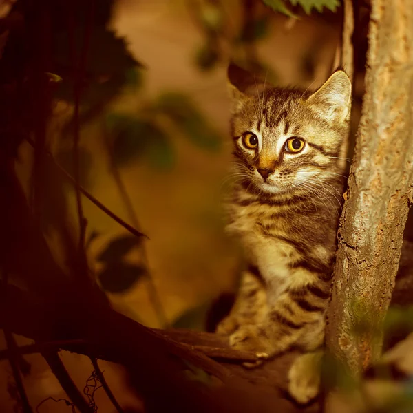 Kočka sedí na stromě — Stock fotografie