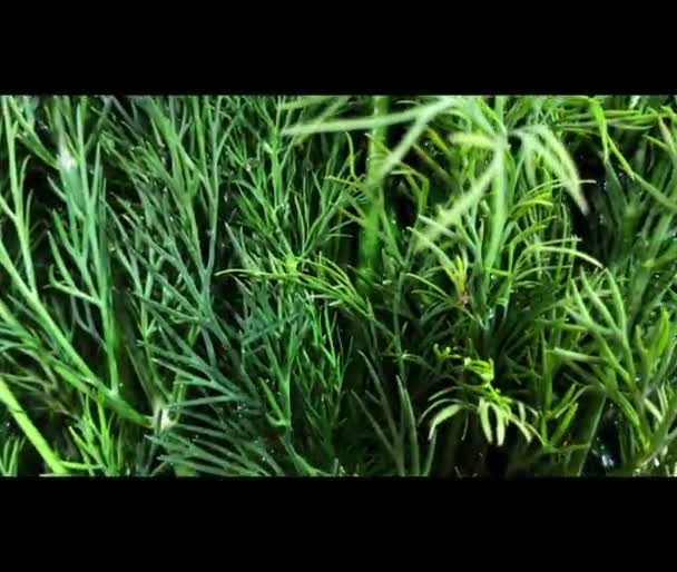 Fresh Green Basil Leaves Counter — Video Stock