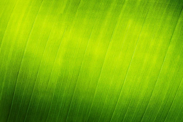 Banana Leaf Close Abstraction Nature Background — Stock Photo, Image