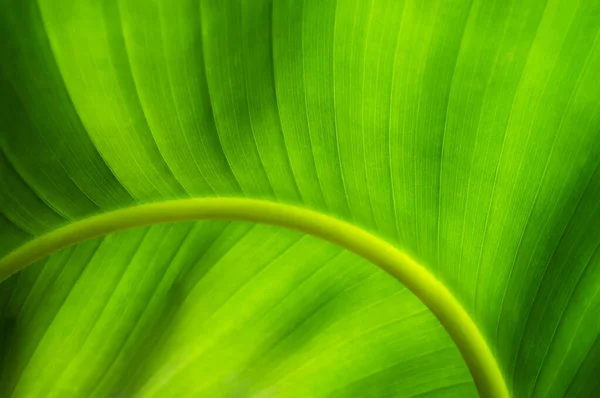 Frische Bananenblatt Abstrakte Natur Hintergrund — Stockfoto