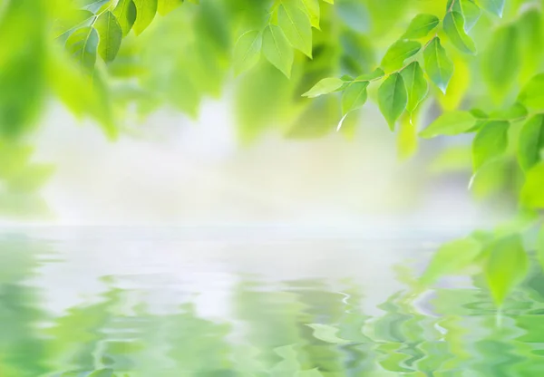 Suyun üzerinde taze yeşil yapraklı dallar.