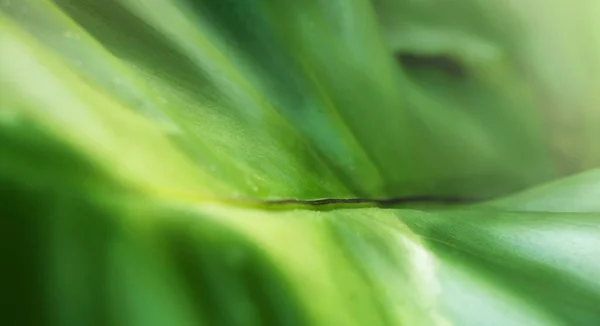 Natura Fresco Estate Verde Foglia Primo Piano Astratto Sfondo — Foto Stock