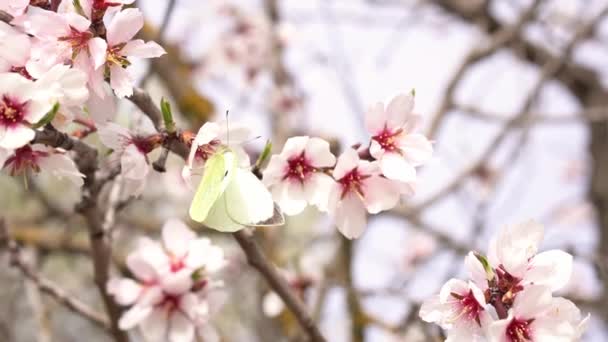 Прибуття Весни Метелик Натягується Одну Квіток Мигдалю Харчуючись Нектаром Квітів — стокове відео