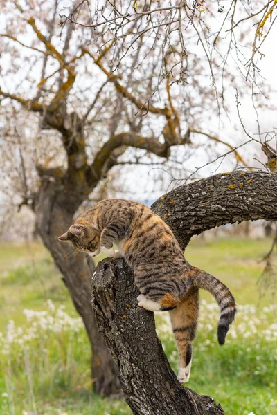 Bulutlu bir günde avlanmak için biraz daha yüksek bir yere tırmanan kedinin dikey görüntüsü..