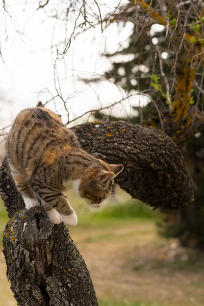 Imagem Vertical Gato Árvore Ela Decide Descer Árvore Sem Sucesso — Fotografia de Stock