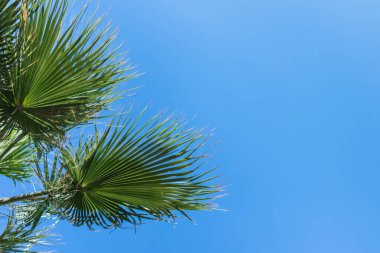 Yeşil palmiye yaprakları açık mavi gökyüzüne karşı yelpaze şeklinde.